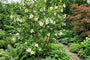 Schijncamelia - Stewartia rostrata