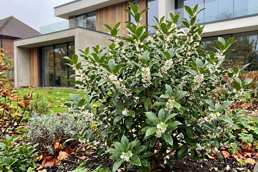 Schijnhulst - Osmanthus x fortunei