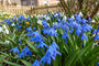 Oosterse sterhyacint Scilla Siberica - 120 bloembollen