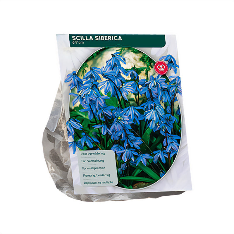 Oosterse sterhyacint Scilla Siberica - 120 bloembollen