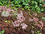 Wit vetkruid / Muurpeper - Sedum Album 'Coral Carpet'