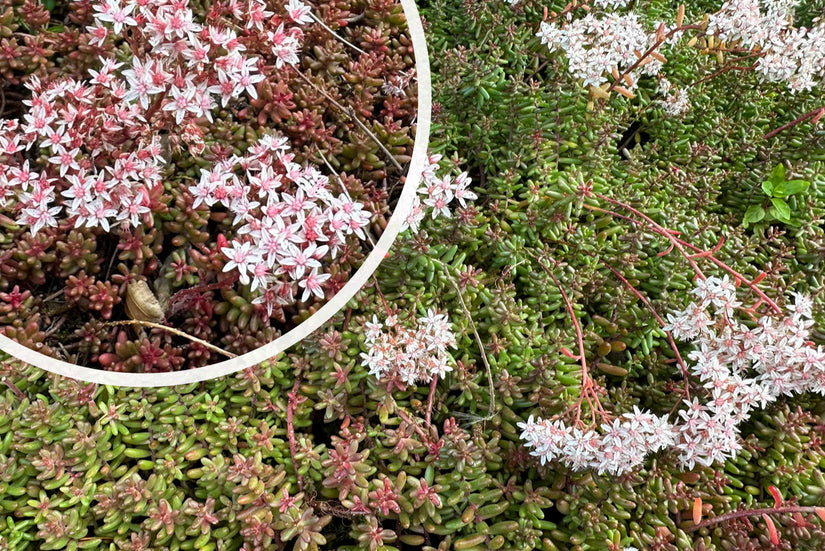 Wit vetkruid / Muurpeper - Sedum Album 'Coral Carpet'