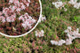 Wit vetkruid / Muurpeper - Sedum Album 'Coral Carpet'