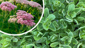 Vetkruid   Sedum 'Herbstfreude'
