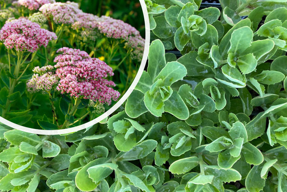 Vetkruid - Sedum 'Herbstfreude'