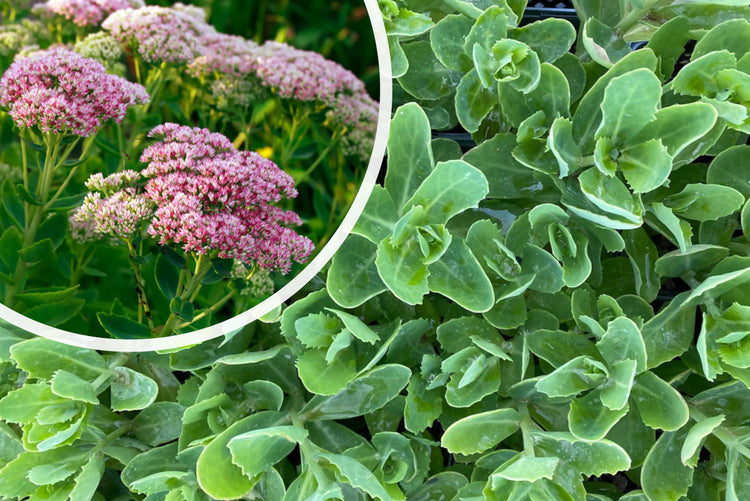 Vetkruid - Sedum 'Herbstfreude'