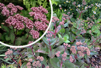 Vetkruid - Sedum 'Matrona'