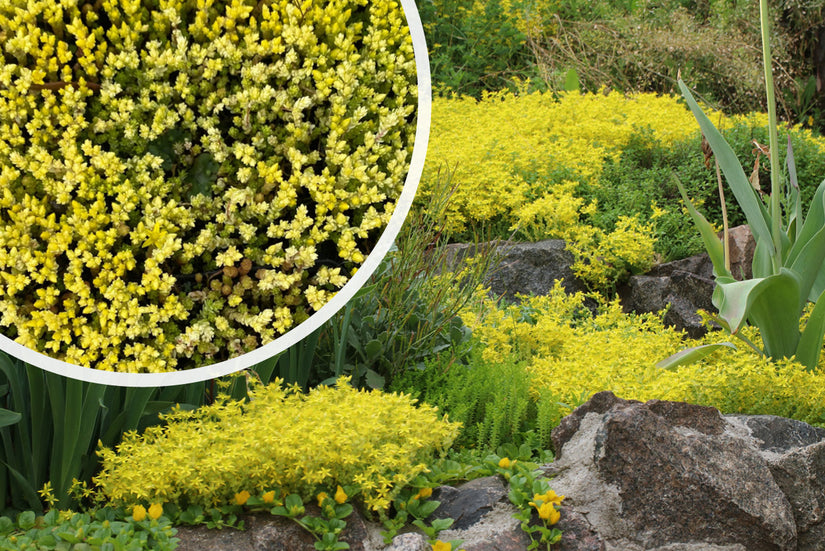 Muurpeper - Sedum acre 'Yellow Queen'