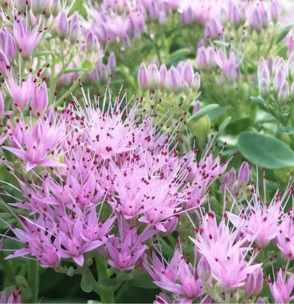 Biologisch Vetkruid - Sedum spectabile 'Brillant'