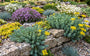 Biologische Tripmadam - Sedum reflexum