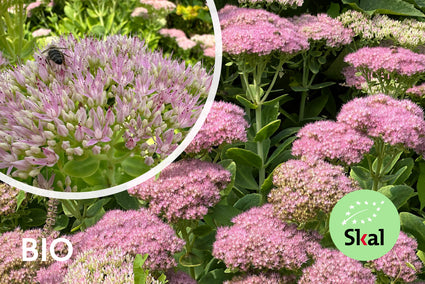 Biologisch Vetkruid - Sedum spectabile 'Brillant'