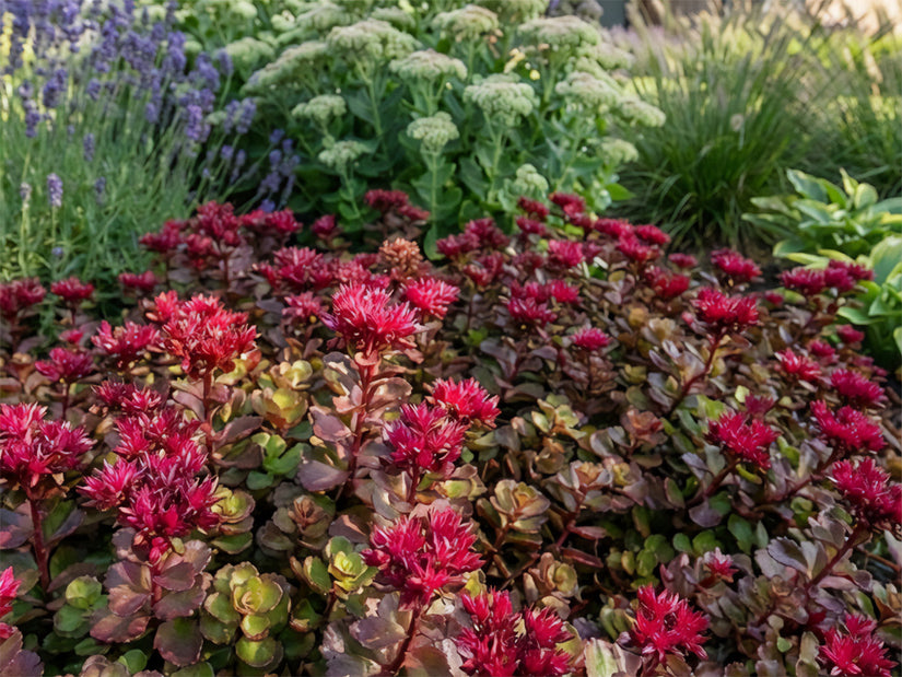 Roze vetkruid - Sedum spurium 'Coccineum'
