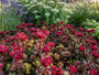 Roze vetkruid - Sedum spurium 'Coccineum'