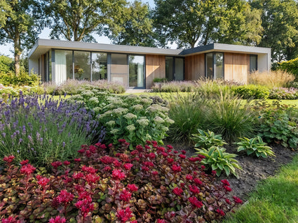 Roze vetkruid - Sedum spurium 'Coccineum'