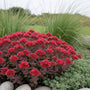 Roze vetkruid - Sedum spurium 'Schorbuser Blut'