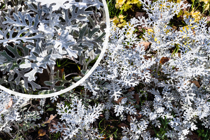 Zilverblad - Senecio cineraria 'Silver Dust'