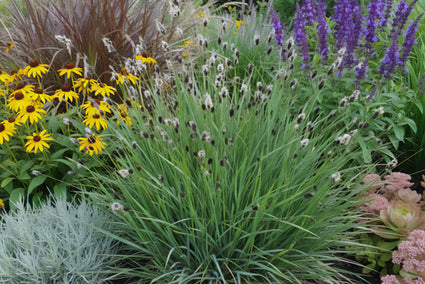 Blauwgras - Sesleria heufleriana