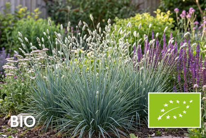 Biologisch Blauwgras - Sesleria nitida