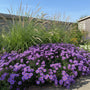 Herfstaster - Aster 'Wood's Purple'