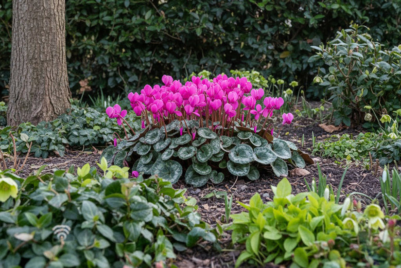 Cyclaam - Cyclamen coum