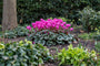 Cyclaam - Cyclamen coum