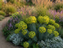 Wolfsmelk - Euphorbia characias 'Humpty Dumpty'