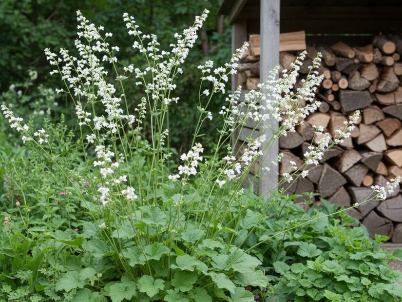 Purperklokje - Heuchera 'Schneewittchen'