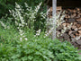 Purperklokje - Heuchera 'Schneewittchen'