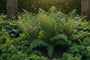Glansschildvaren - Polystichum polyblepharum
