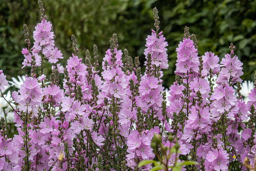Biologische Griekse malva - Sidalcea 'Elsie Heugh'