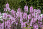 Biologische Griekse malva - Sidalcea 'Elsie Heugh'