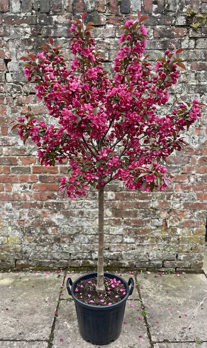 Sierappel (Hoogstam) - Malus 'Rudolph'