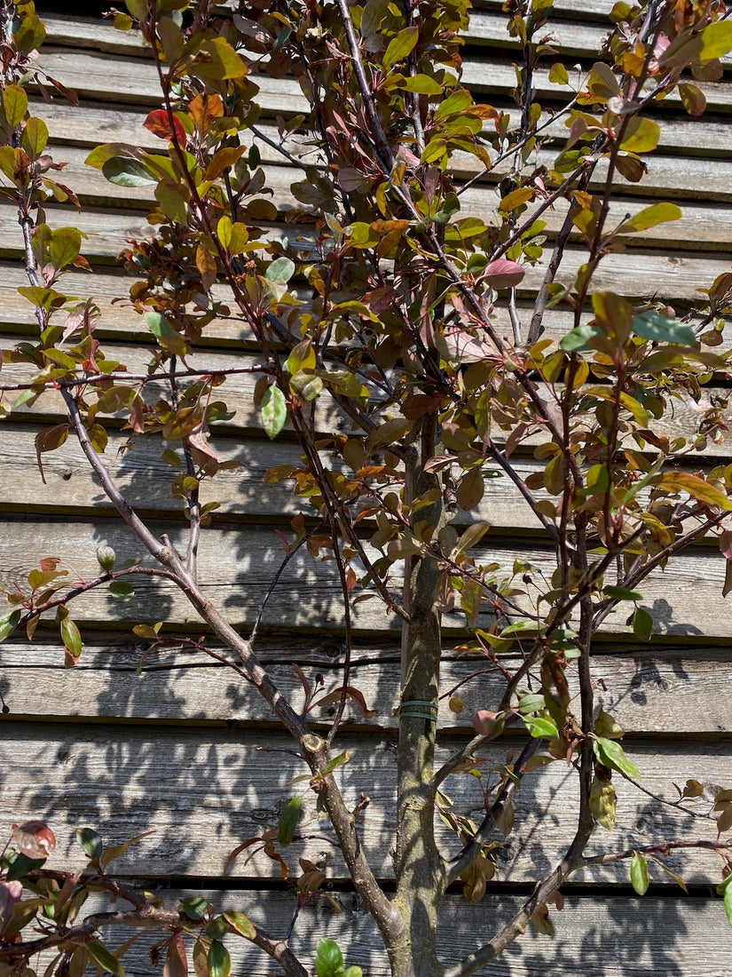 Sierappel - Malus 'Rudolph' Hoogstam boom