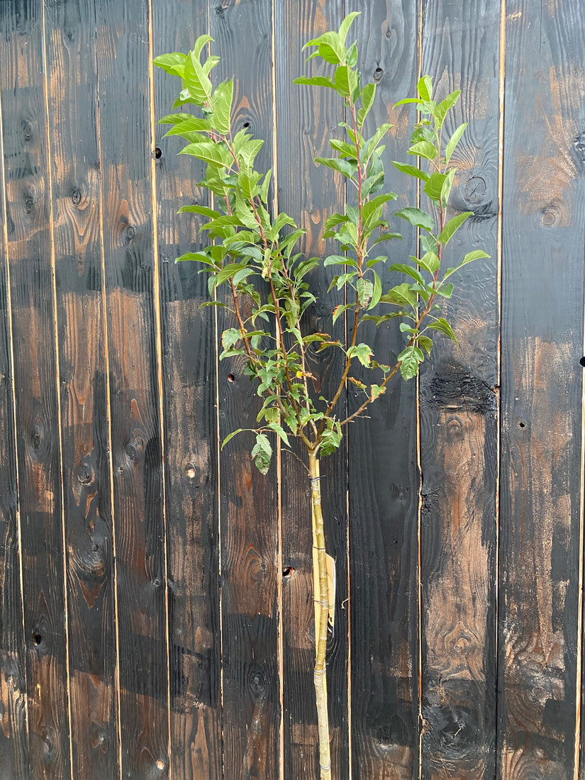 Sierappel op stam - Malus 'Evereste'