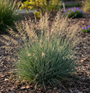 Sierhaver - Helictotrichon sempervirens