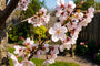 Sierkers - Prunus 'Spire' Hoogstam boom