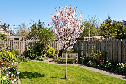 Sierkers - Prunus 'Spire' Hoogstam boom