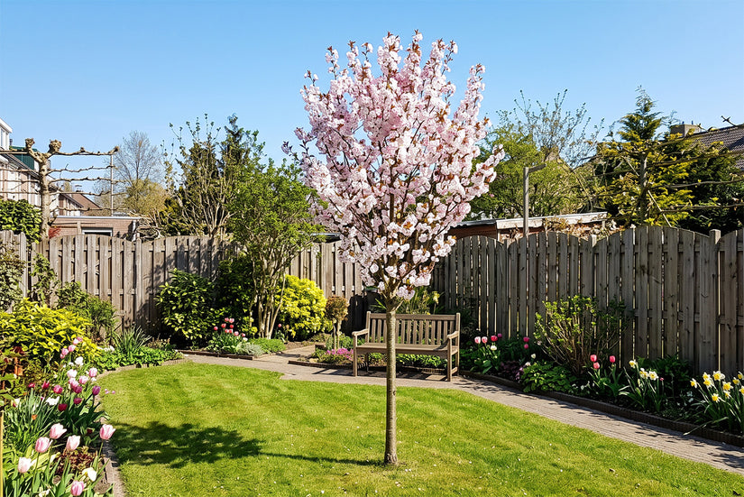 Sierkers - Prunus 'Spire' Hoogstam boom