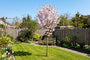 Sierkers - Prunus 'Spire' Hoogstam boom