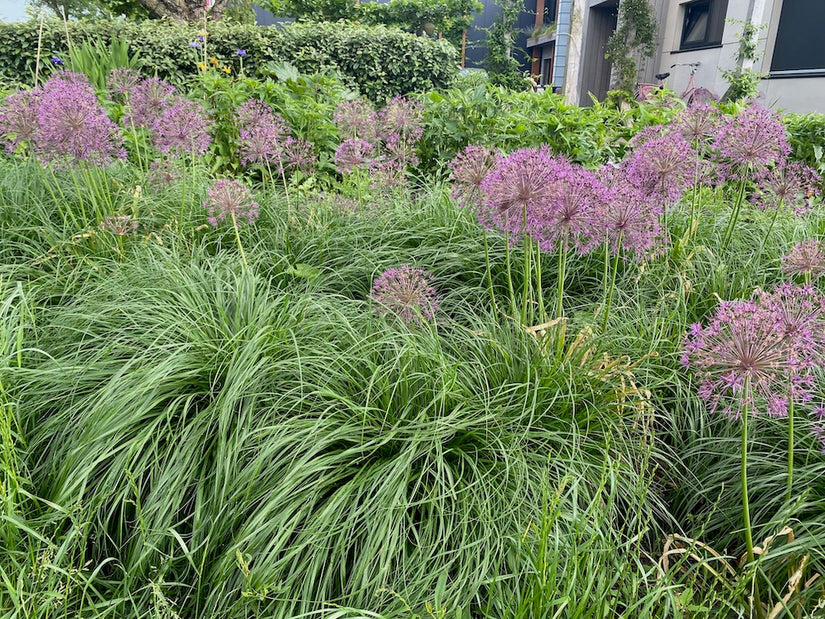 Sierui - Allium 'Ambassador'