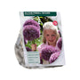 Sierui Allium 'Pinball Wizard' - 6 bloembollen
