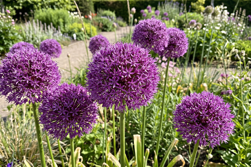 Sierui Allium 'Pinball Wizard' - 6 bloembollen