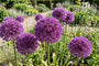 Sierui Allium 'Pinball Wizard' - 6 bloembollen