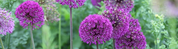 Sierui - Allium 'Purple Sensation'