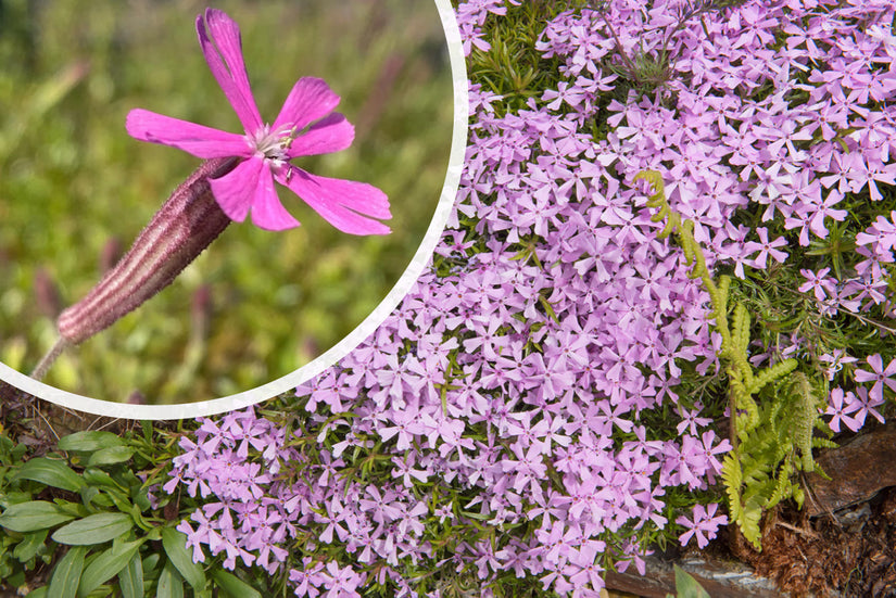 Hemelroosje - Silene schafta