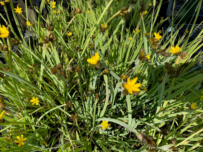 Bieslelie - Sisyrinchium californicum