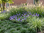 Biologische Japanse slangenbaard - Ophiopogon japonicus 'Minor'