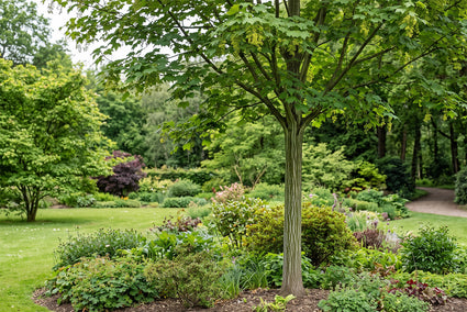 Slangenhuidesdoorn op hoge stam - Acer capillipes hoogstam