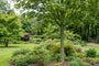 Slangenhuidesdoorn op hoge stam - Acer capillipes hoogstam
