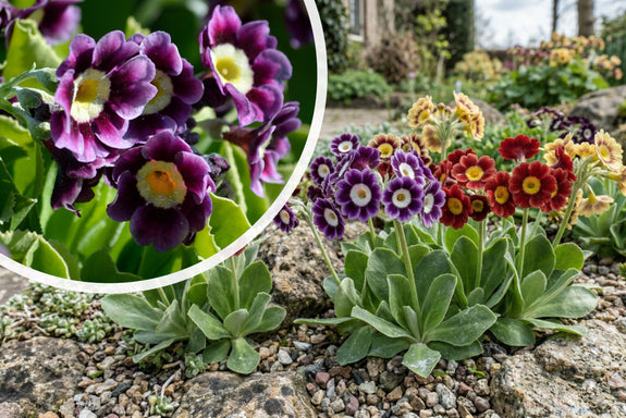 Sleutelbloem - Primula pubescens